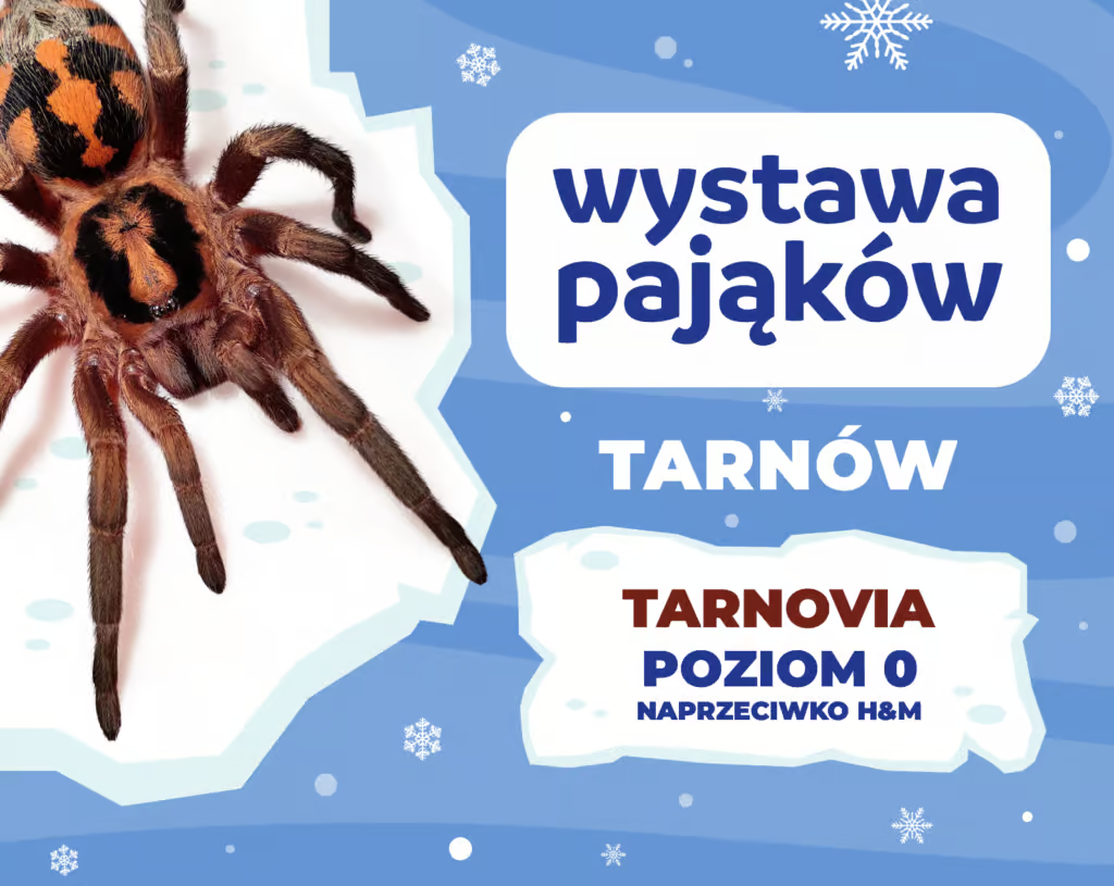 Wystawa Pajakow Tarnovia