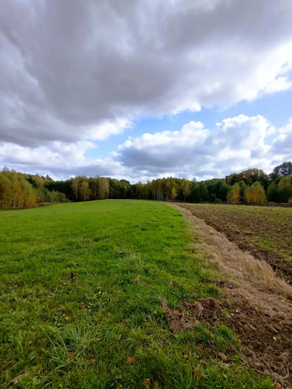 Las Kruk Atrakcje Tarnowa i okolic